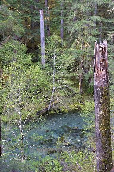 forest 3568 1 graphic